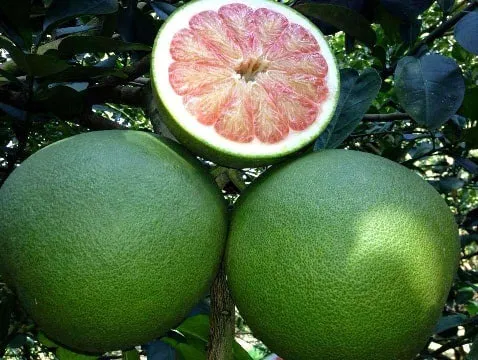 Canada Grants Trademark Protection for Vietnamese Green Siamese Coconut and Green Skin Pomelo