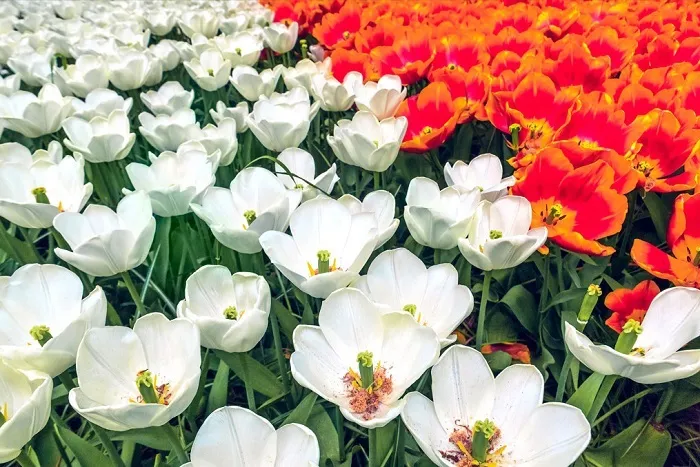 Chiêm ngưỡng vẻ đẹp hoa Tulip Hà Lan tại lễ hội Keukenhof