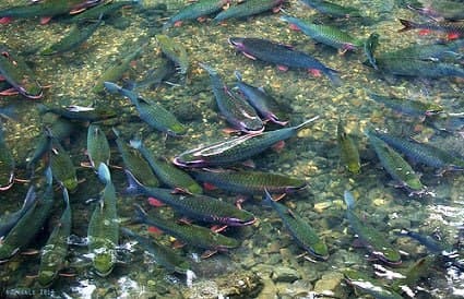 Suối cá Cẩm Lương: Thiên đường nơi núi rừng Việt Nam