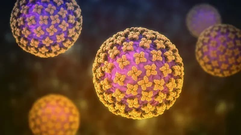 CDC chưa ghi nhận ca nhiễm hantavirus, đang theo dõi 41 trường hợp