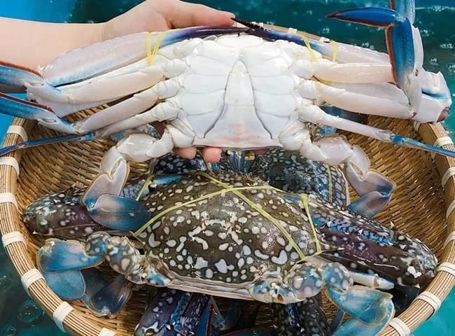 Hoa Kỳ hoãn lệnh cấm ghẹ, mở tín hiệu lạc quan cho thủy sản Việt