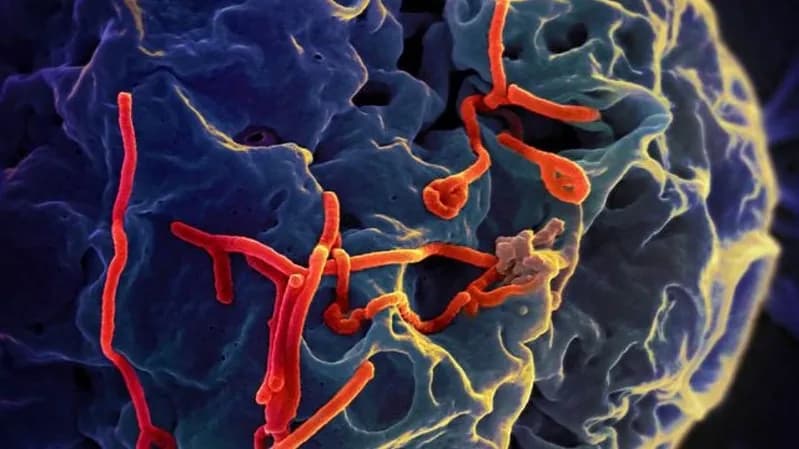 Việt Nam ứng phó khẩn cấp sau cảnh báo từ WHO về dịch Ebola