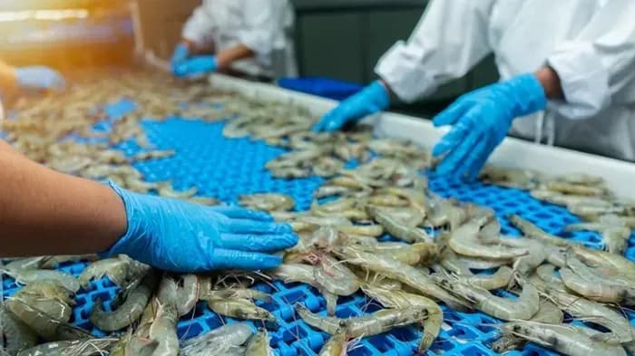 Hoa Kỳ công bố kết luận sơ bộ chống bán phá giá đối với tôm Việt Nam