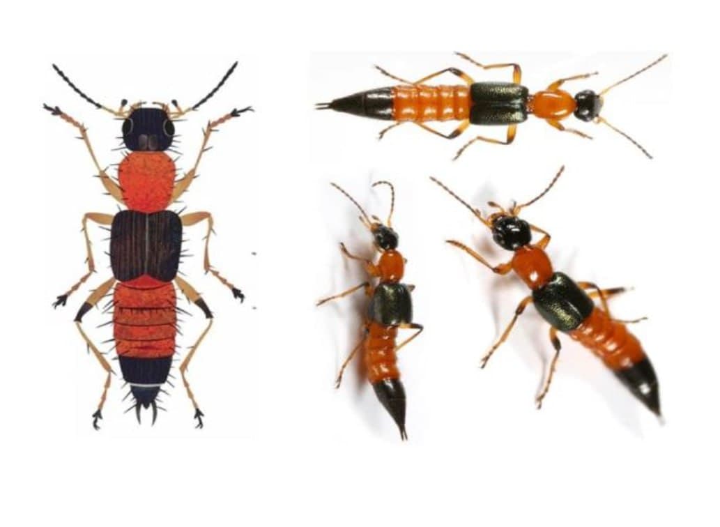 Kiến ba khoang có độc tố mạnh gấp 12 – 15 lần nọc rắn hổ