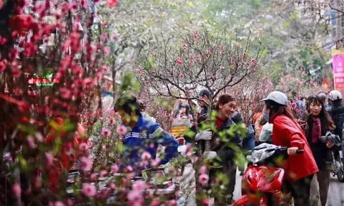Peach Blossoms at Tet - The Spring Color That Preserves the Vietnamese Spirit