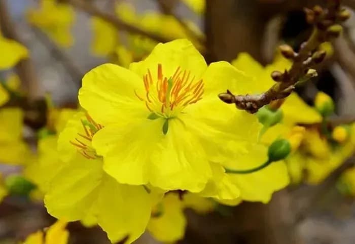 Yellow Apricot Blossoms - The Symbol of Spring in Vietnam’s Traditional Lunar New Year
